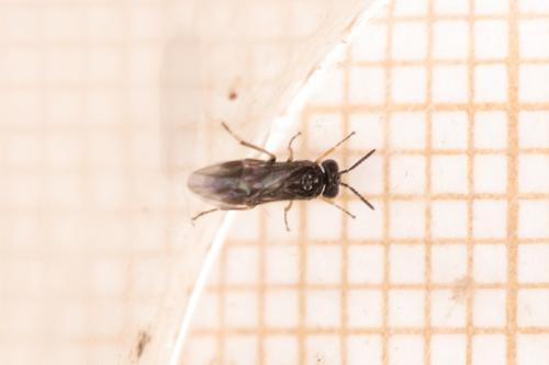 Réf. 281 438 : Fenusa pumila